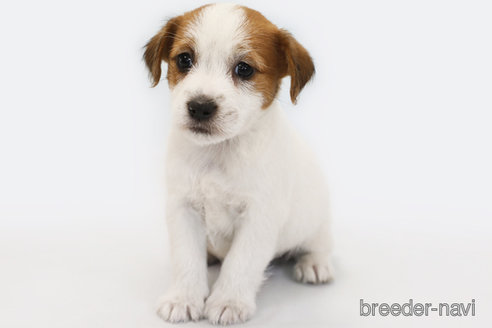 成約済の神奈川県のジャックラッセルテリア-364466の1枚目